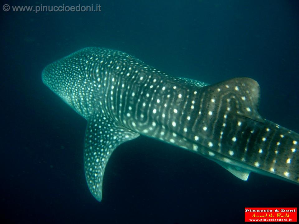 Djibouti - Whale Shark - 04.jpg